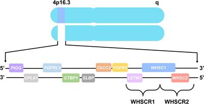 The Many Faces of Xenopus: Xenopus laevis as a Model System to Study Wolf–Hirschhorn Syndrome